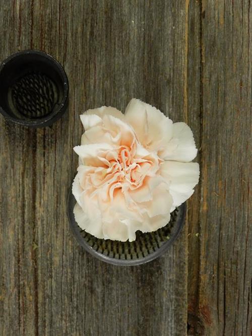 LIZZY PEACH CARNATIONS